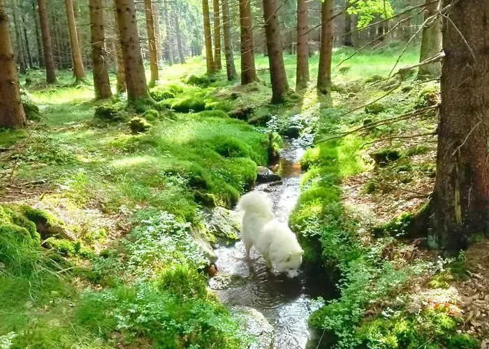 Lesny Κατάλυμα σε φάρμα Bystrzyca Kłodzka